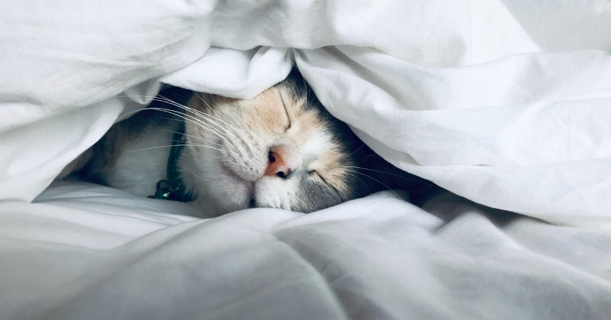 Sleeping cat under the covers