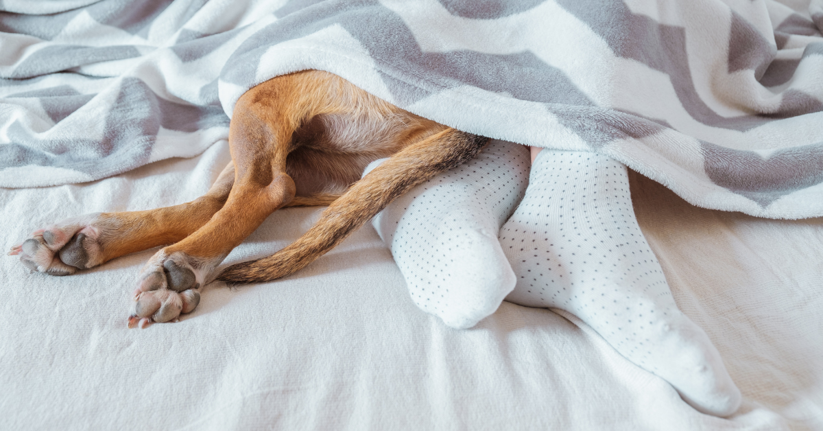 Dog and human feet under covers